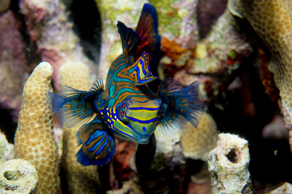 Synchiropus splendidus Mandaryn Wspaniały