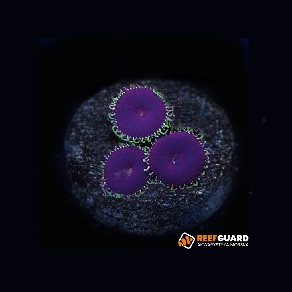 Purple Death Palythoa spp. Zoanthus 3 polipy