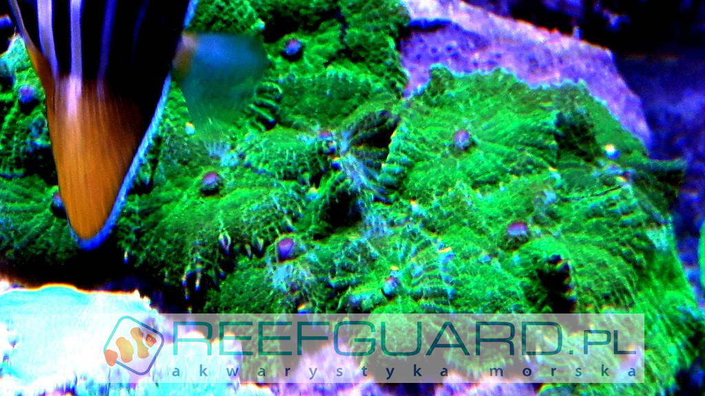 Rhodactis cf inchoata green