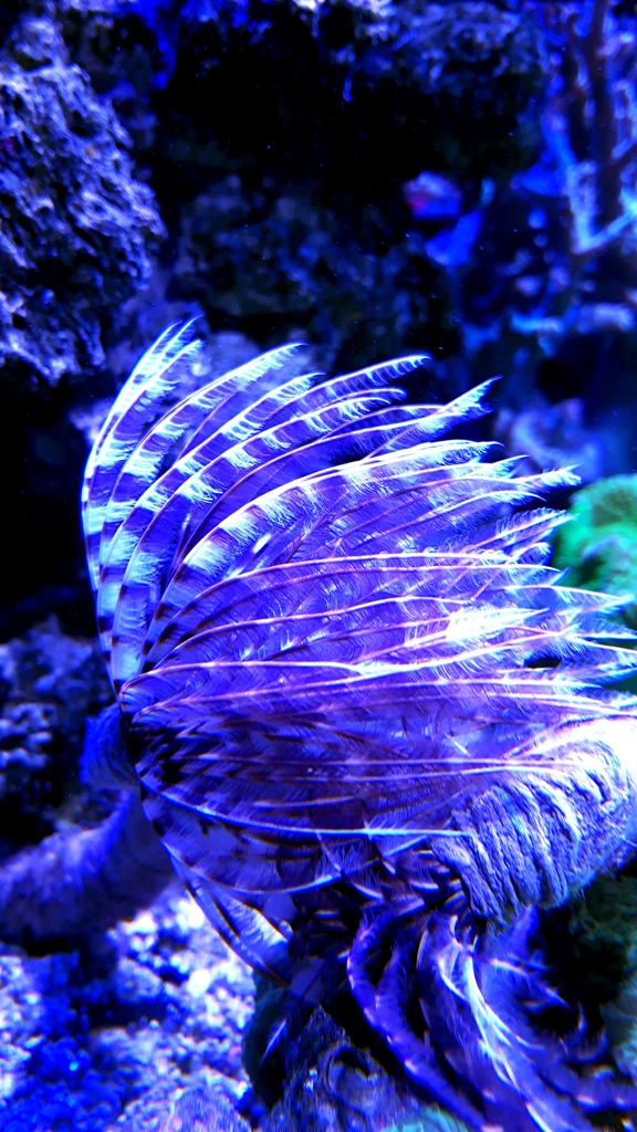 Sabellastarte magnifica australie