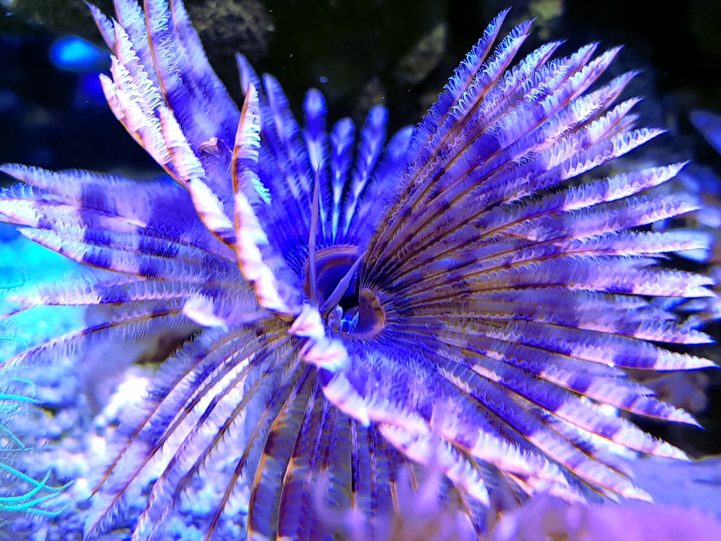 Sabellastarte magnifica rurówka