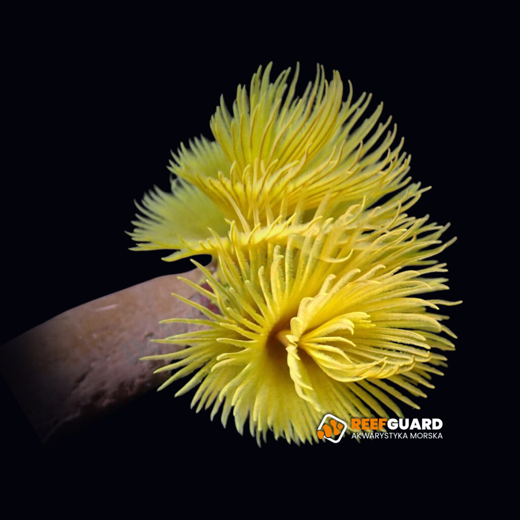 Sabellastarte spp Yellow XL żółta Rurówka