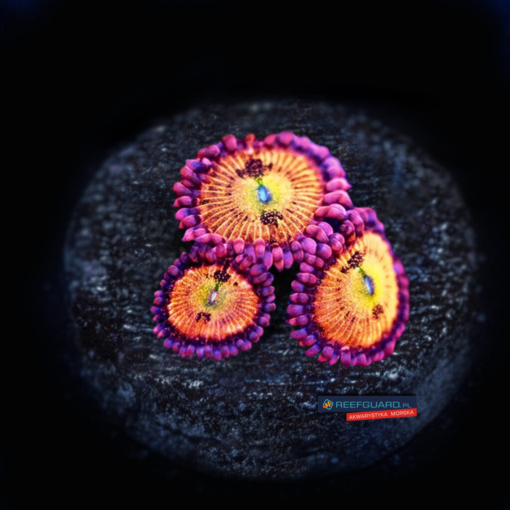 Sakura Sunrise Zoa Zoanthus 3 polipy