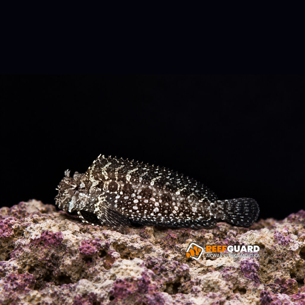 Salarias ceramensis