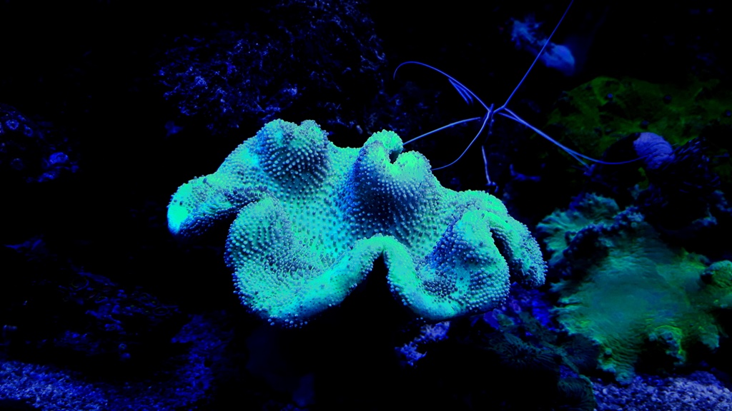 Sarcophyton sp green