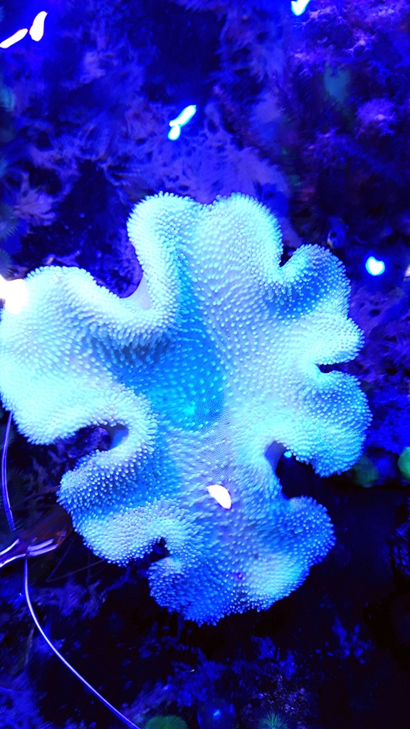 Sarcophyton sp white yellow