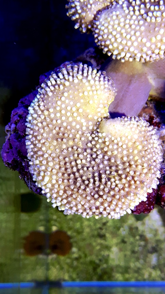 Sarcophyton elegans yellow