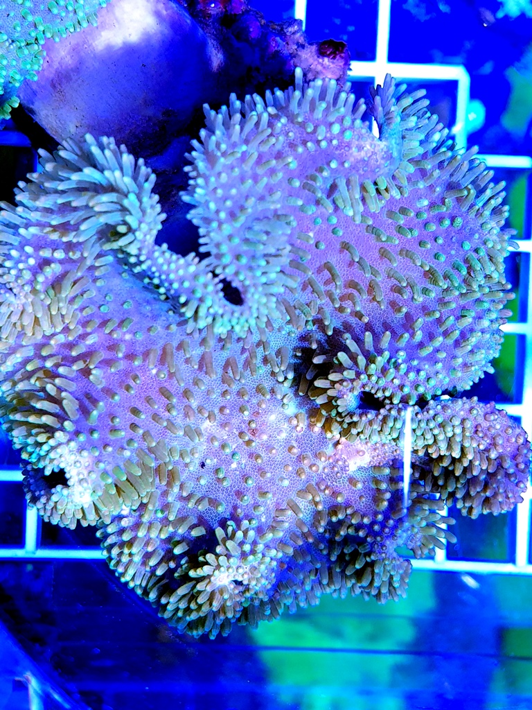 Sarcophyton sp