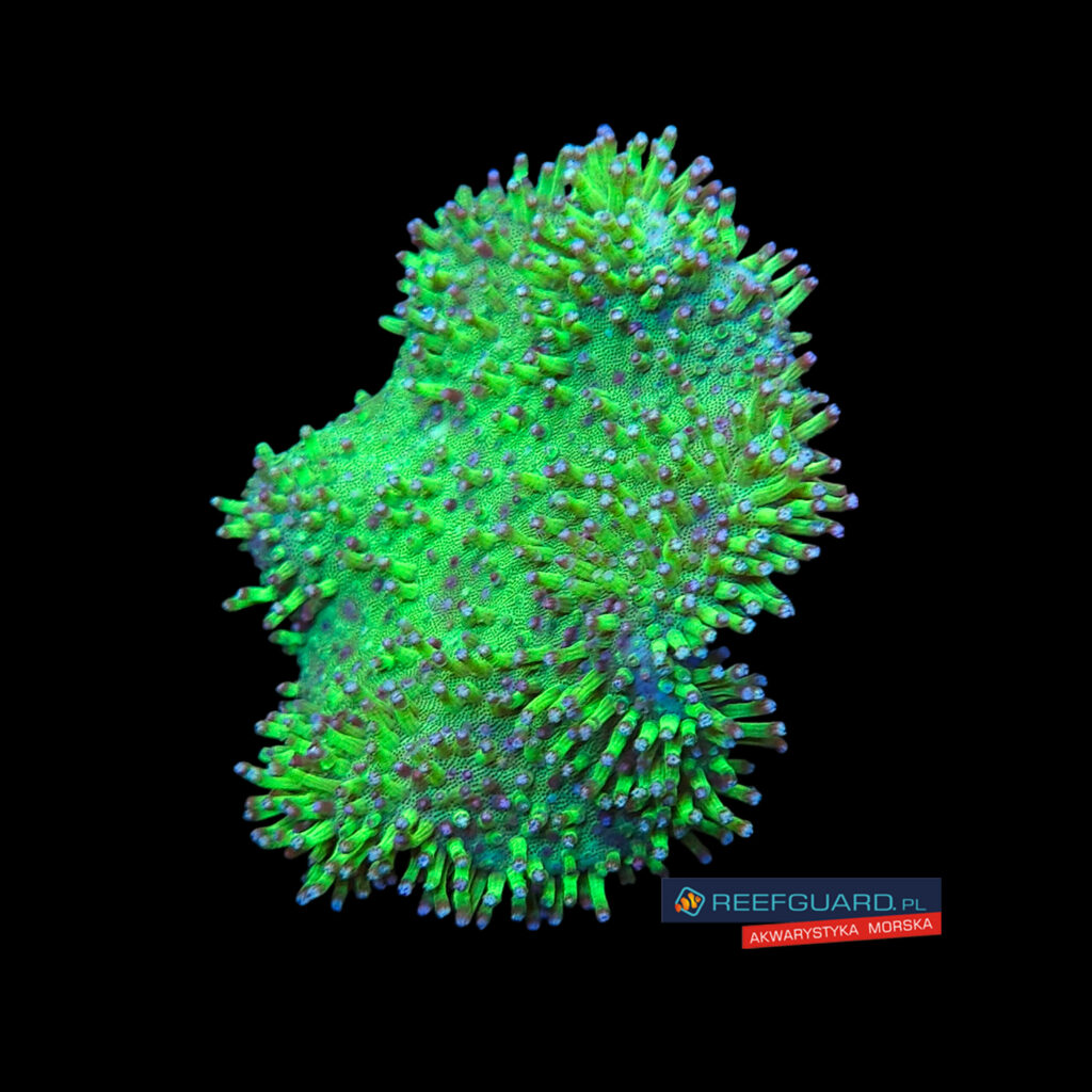 Sarcopython Green #2