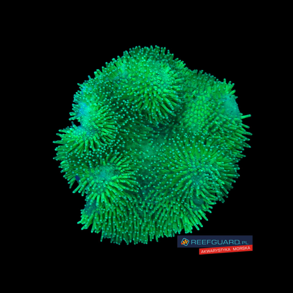 Sarcopython Green #4
