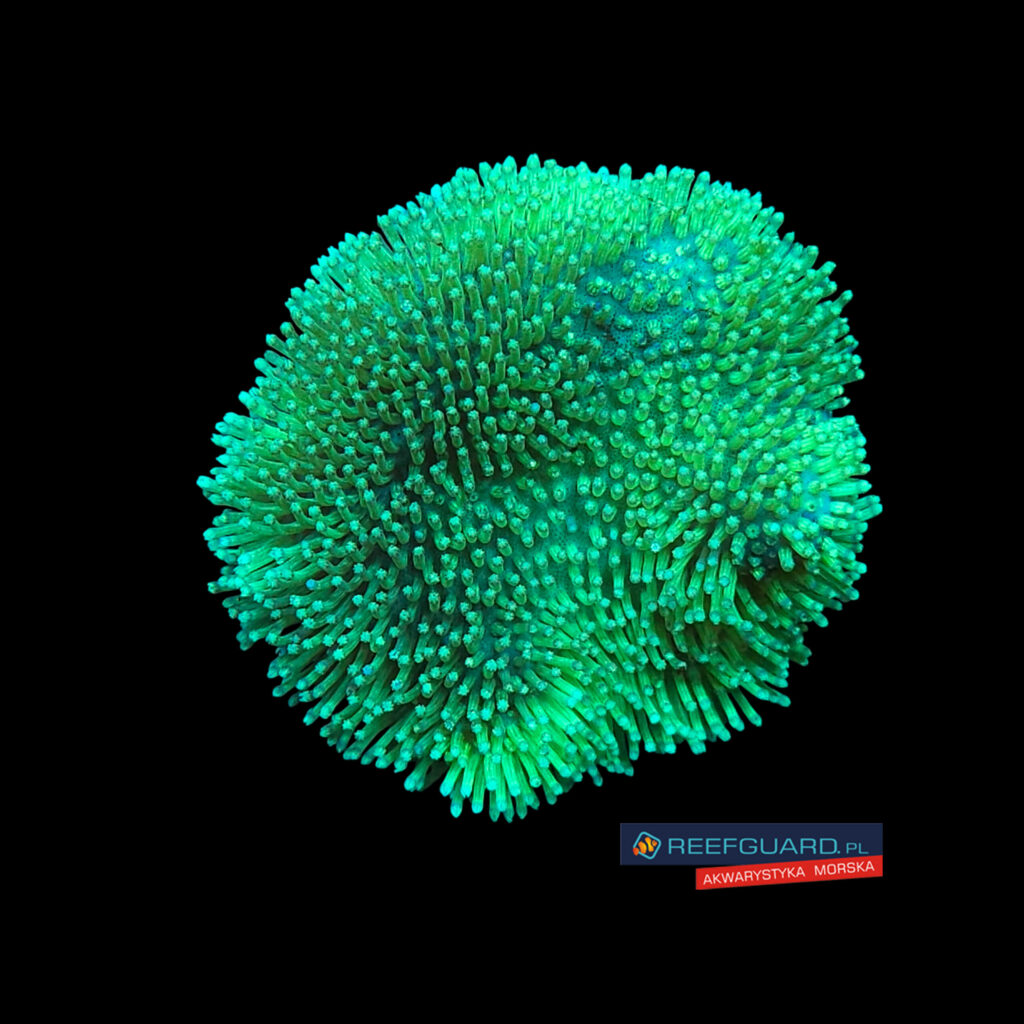Sarcopython Green