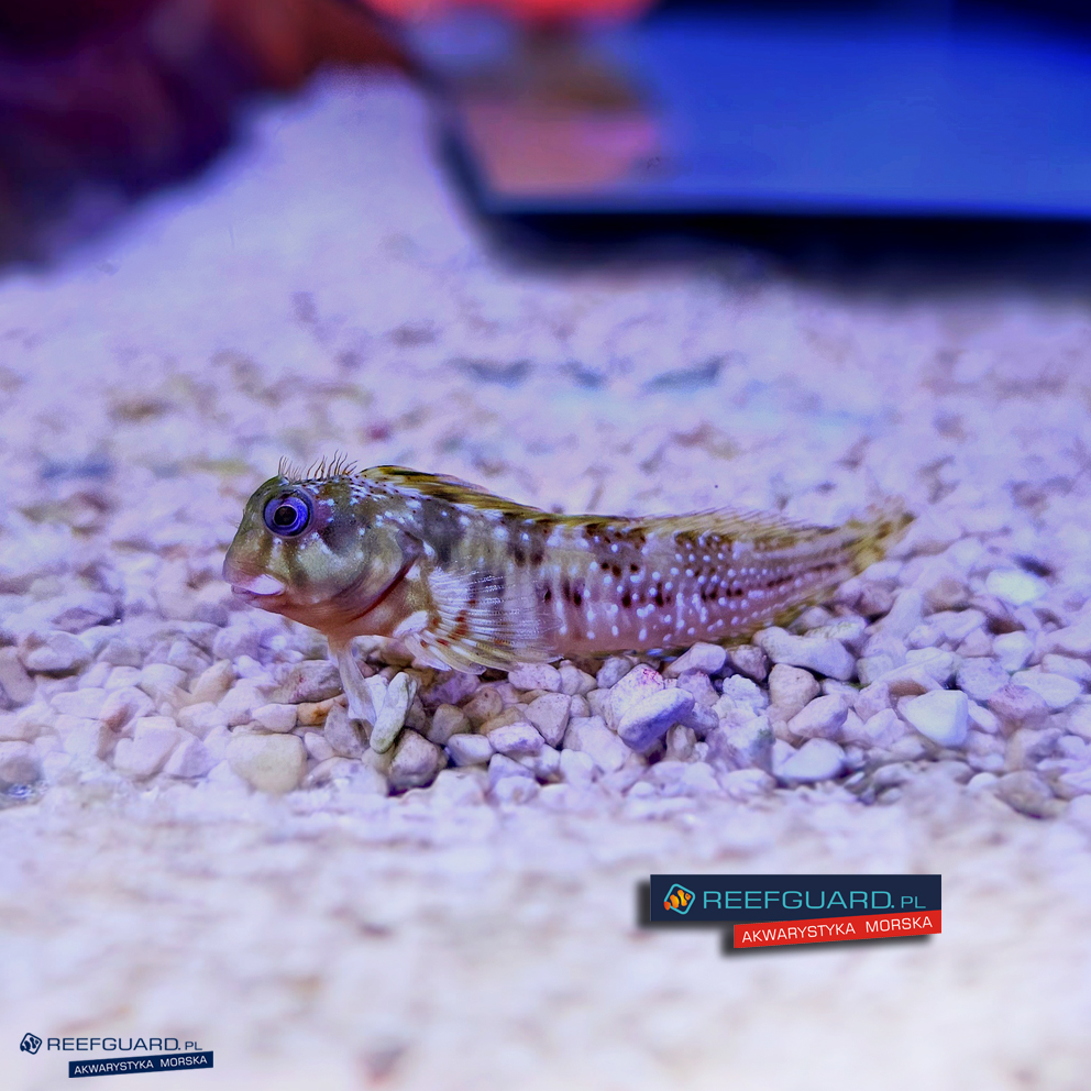 Scartella Cristata Molly Miller Blenny zjadacz cyjanobakterii i Aiptasii