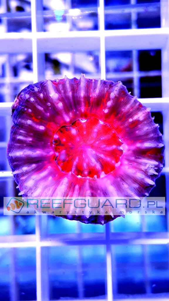 Scolymia australis Pink