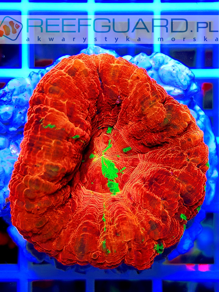 Scolymia australis Premium Color