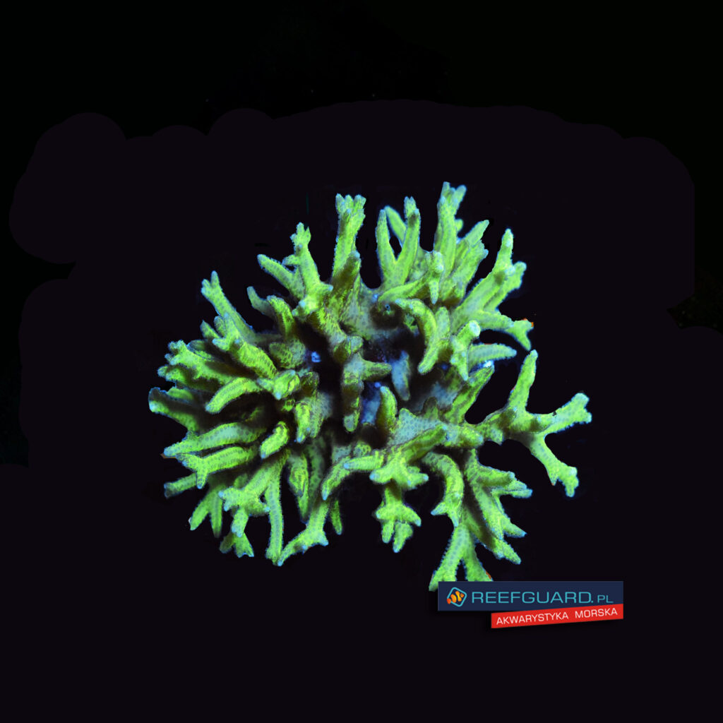 Seriatopora hystrix green fluo szczepka 5x8cm