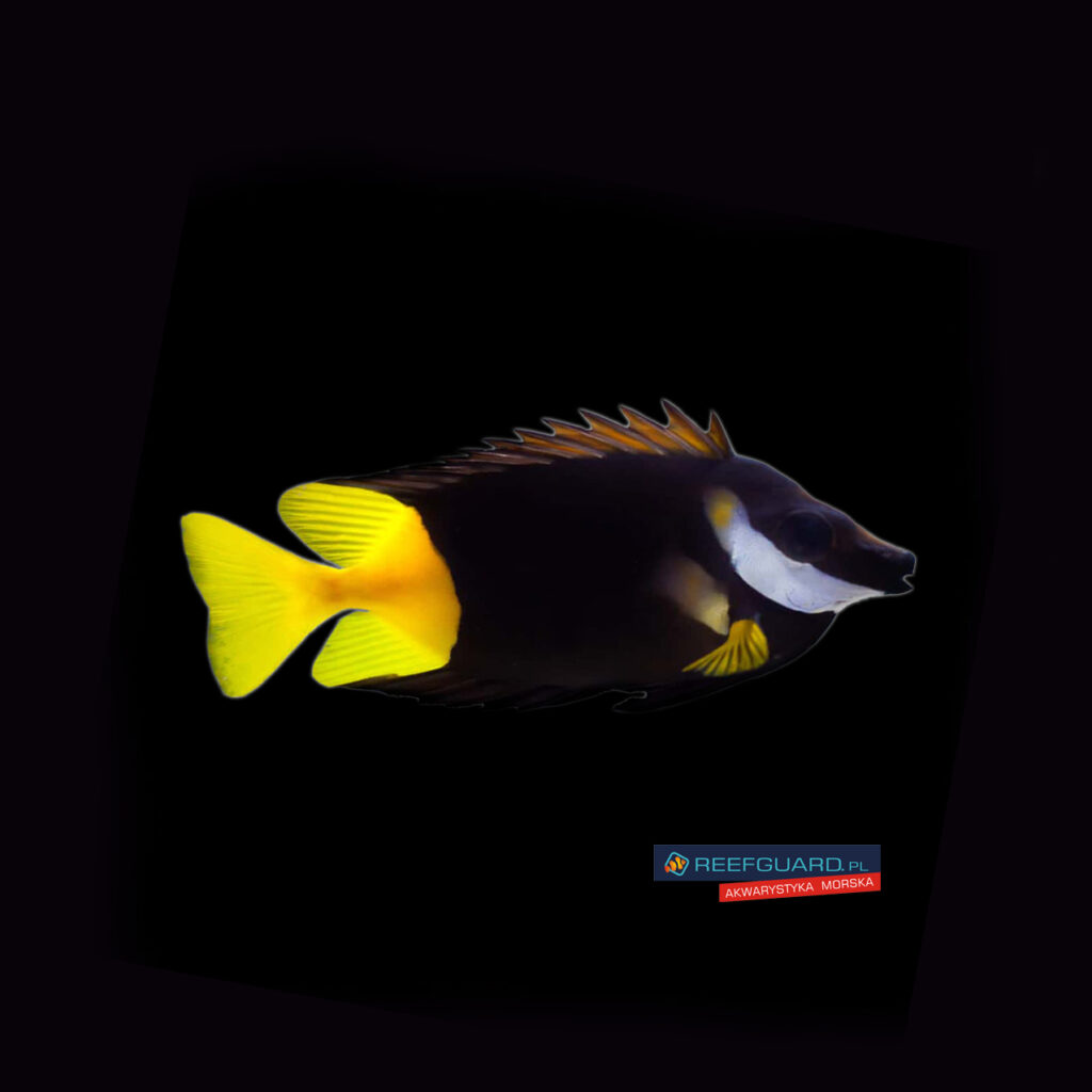 Siganus Uspi Bicolored Borsuk foxface