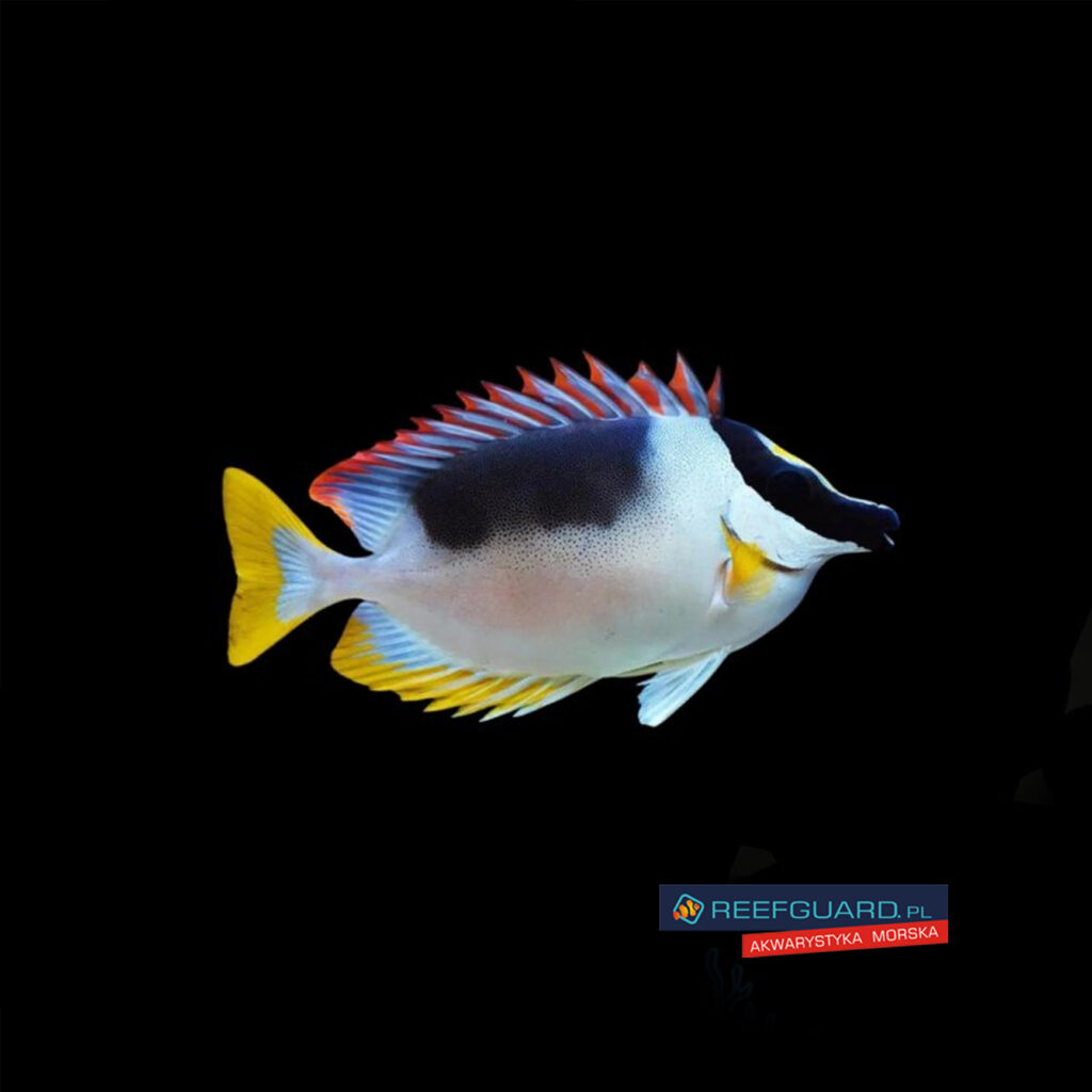 Siganus magnificus Foxface Rabbitfish