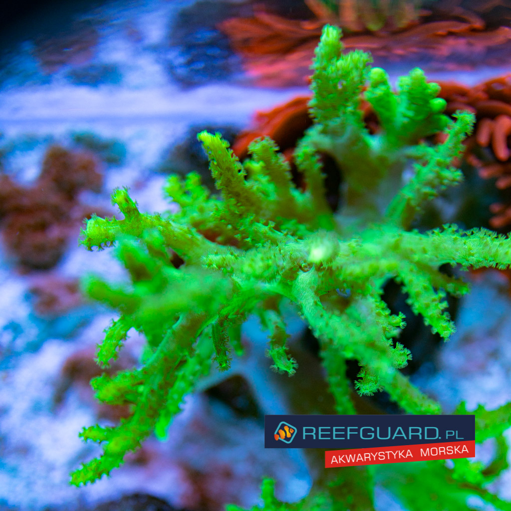 Sinularia Asterolobata Ultra Green Fluo