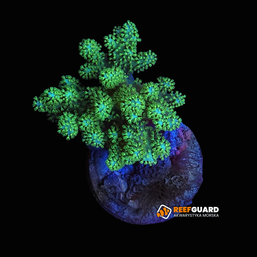Sinularia Green fluo