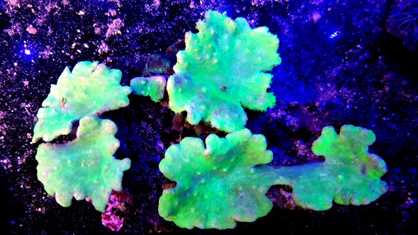 Sinularia dura Ultra green
