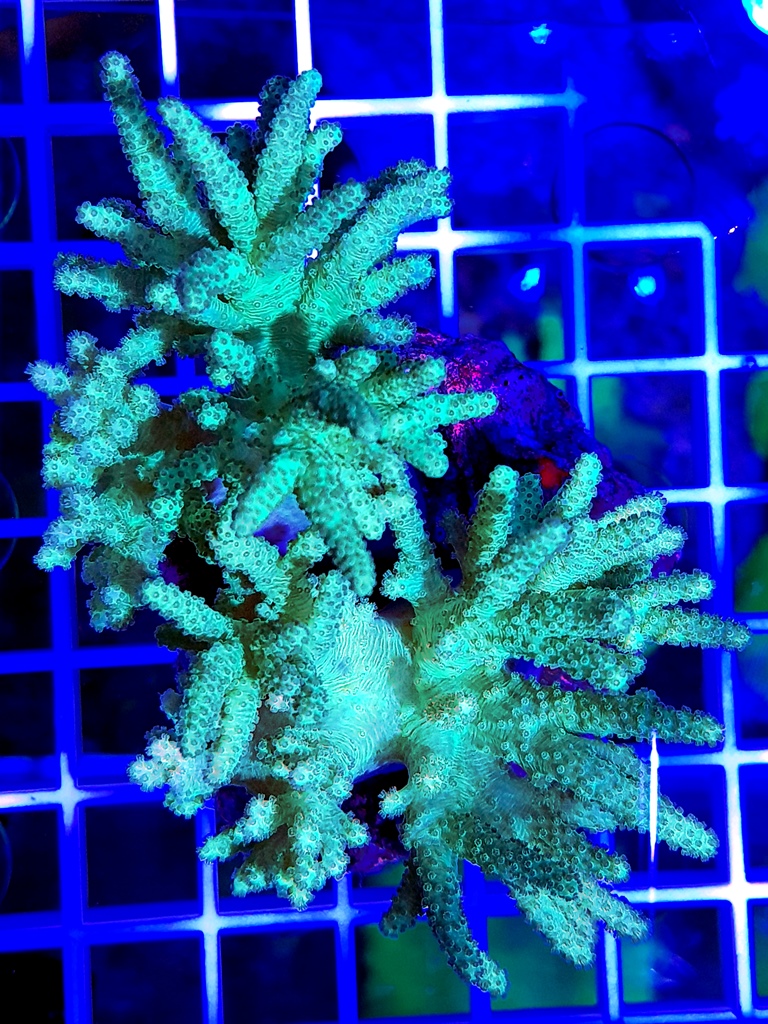 Sinularia flexibilis ultra green S