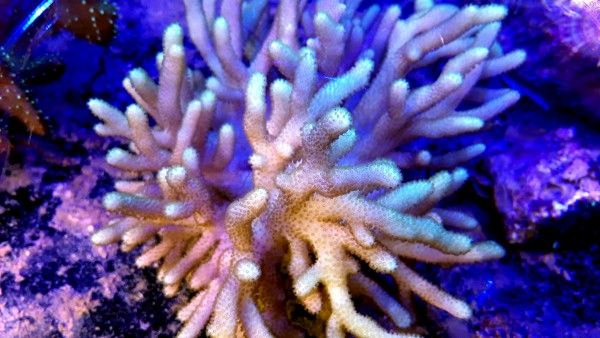 Sinularia polydactyla S