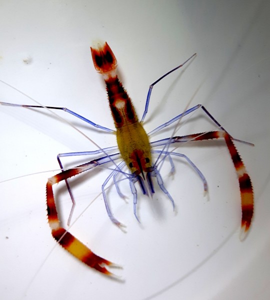 Stenopus Cyanoscelis Blue Krewetka Boksująca