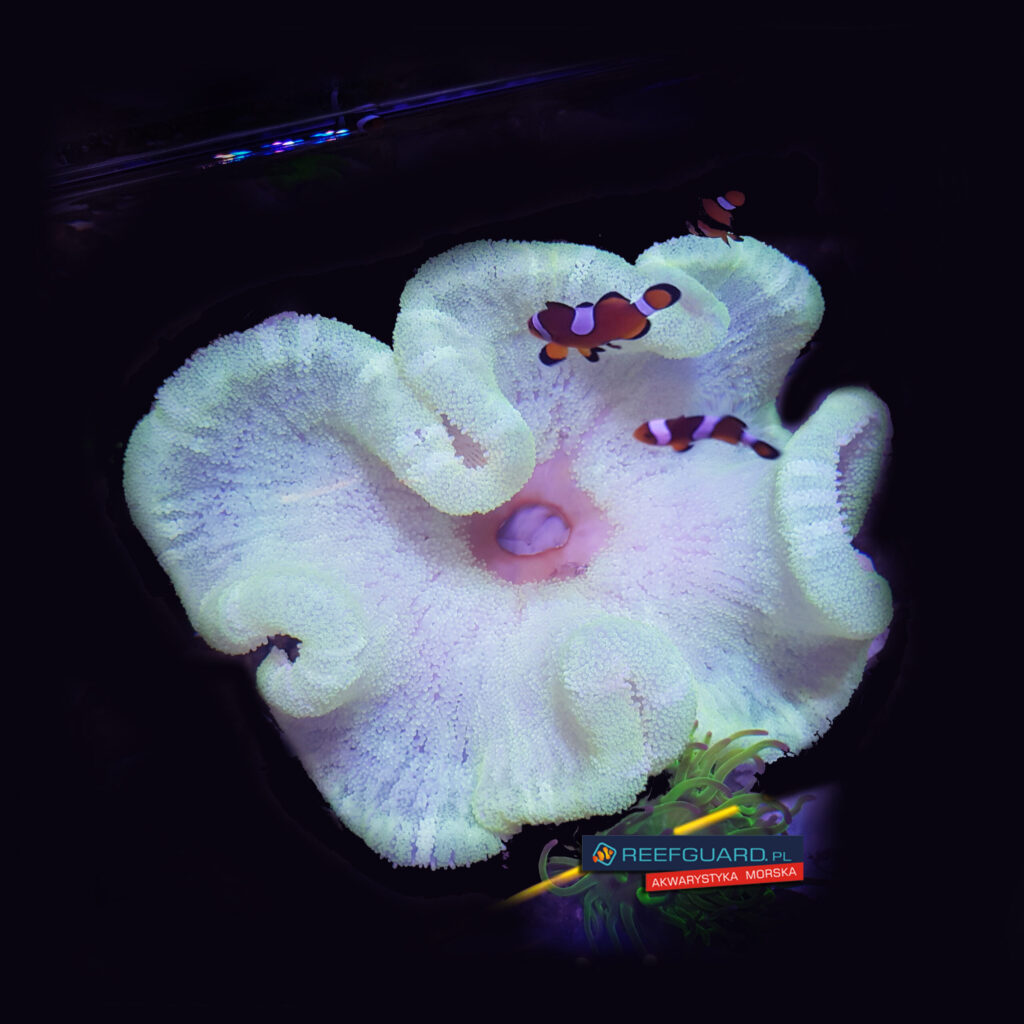 Stichodactyla Haddoni White Ukwiał Dywanowy Carpet anemone