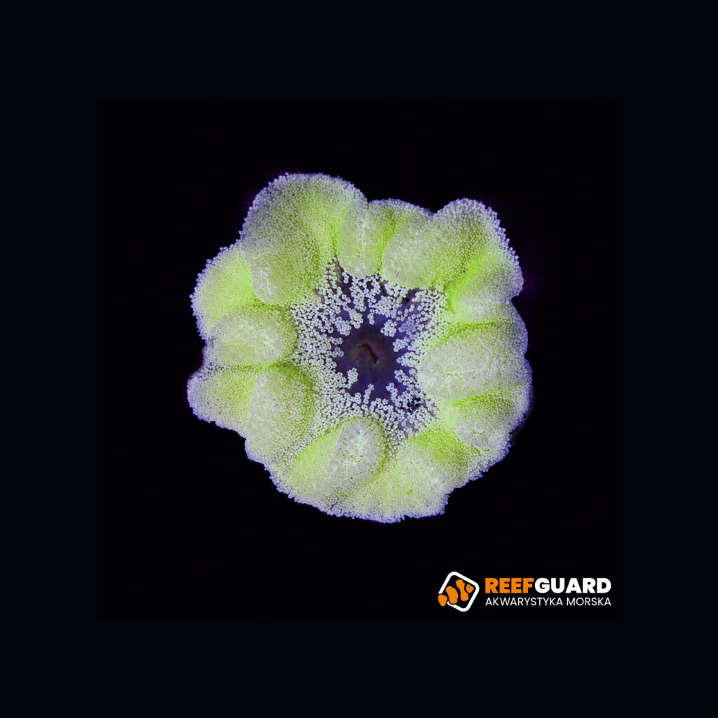 Stichodactyla Haddoni Yellow Carpet anemone ukwiał dywanowy