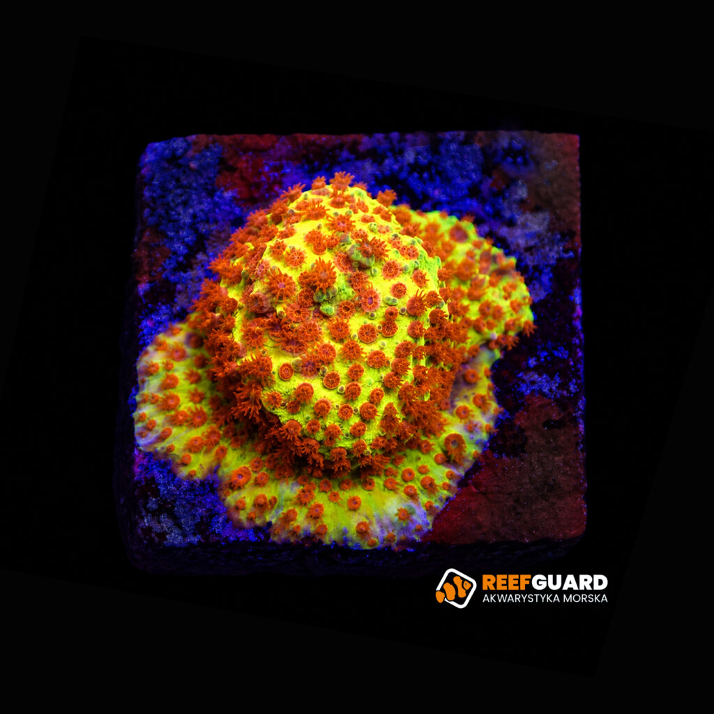 Stylocoeniella Burning banana frag