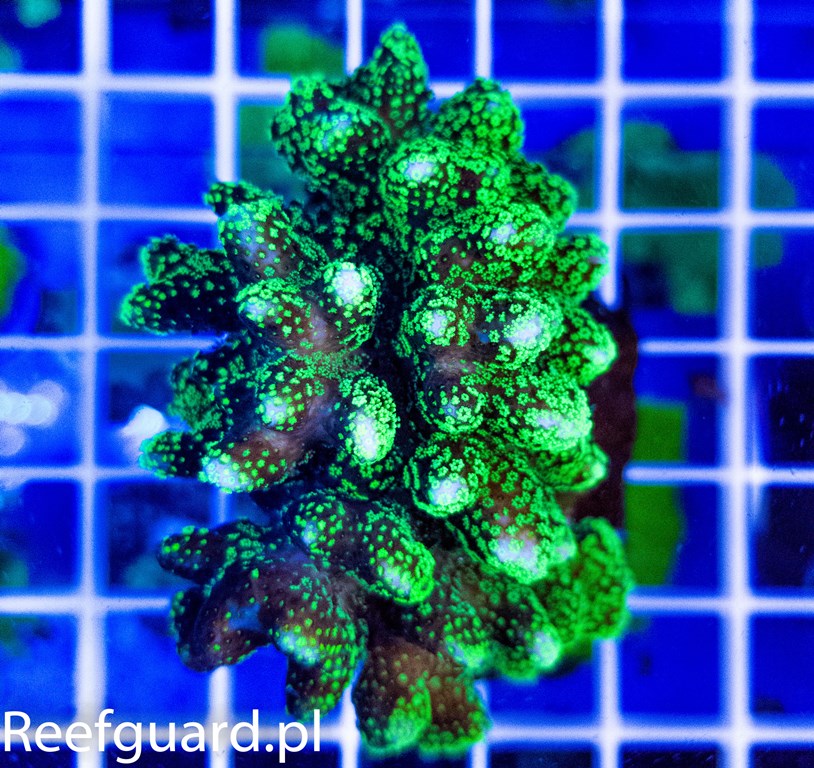 Stylophora pistillata Green polip Australia