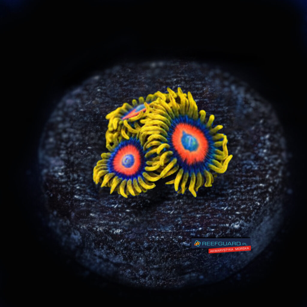 Super Sayian Zoa Zoanthus 3 polipy