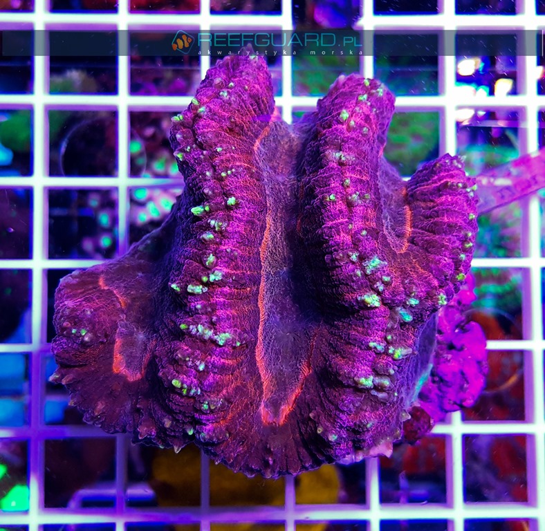 Symphyllia Purple Pink