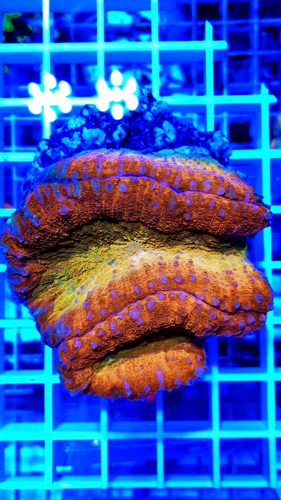 Symphyllia red yellow
