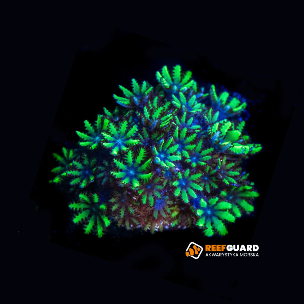 Sympodium blue frag