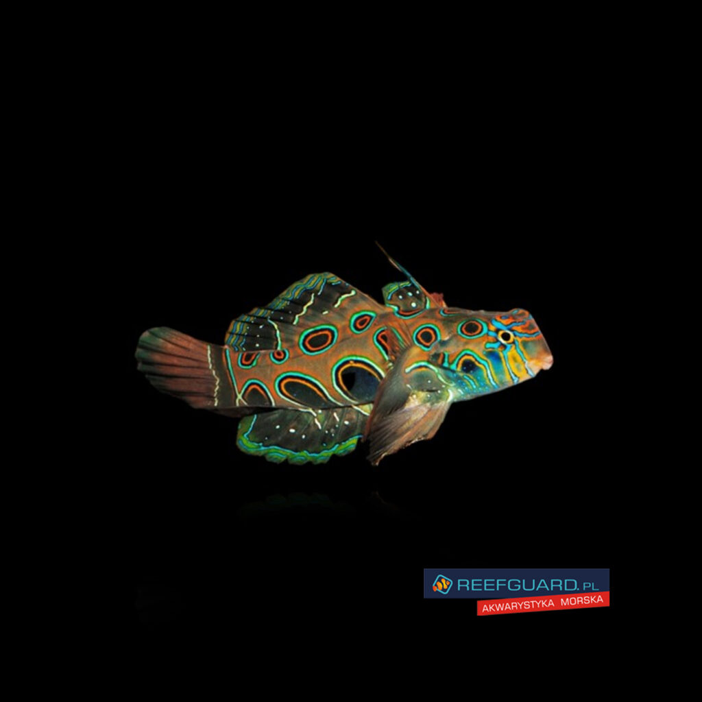 Synchiropus picturatus