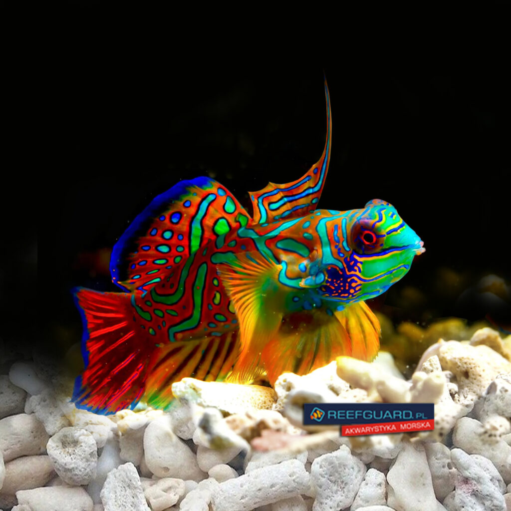 Synchiropus splendidus Red Mandaryn Wspaniały