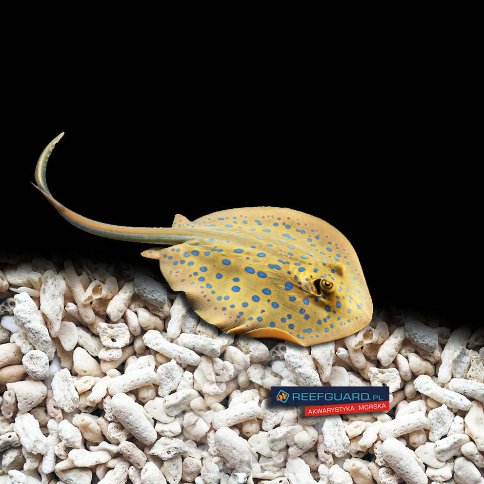 Taeniura lymma Blue-spotted Ribbontail Ray Płaszczka niebiesko plama