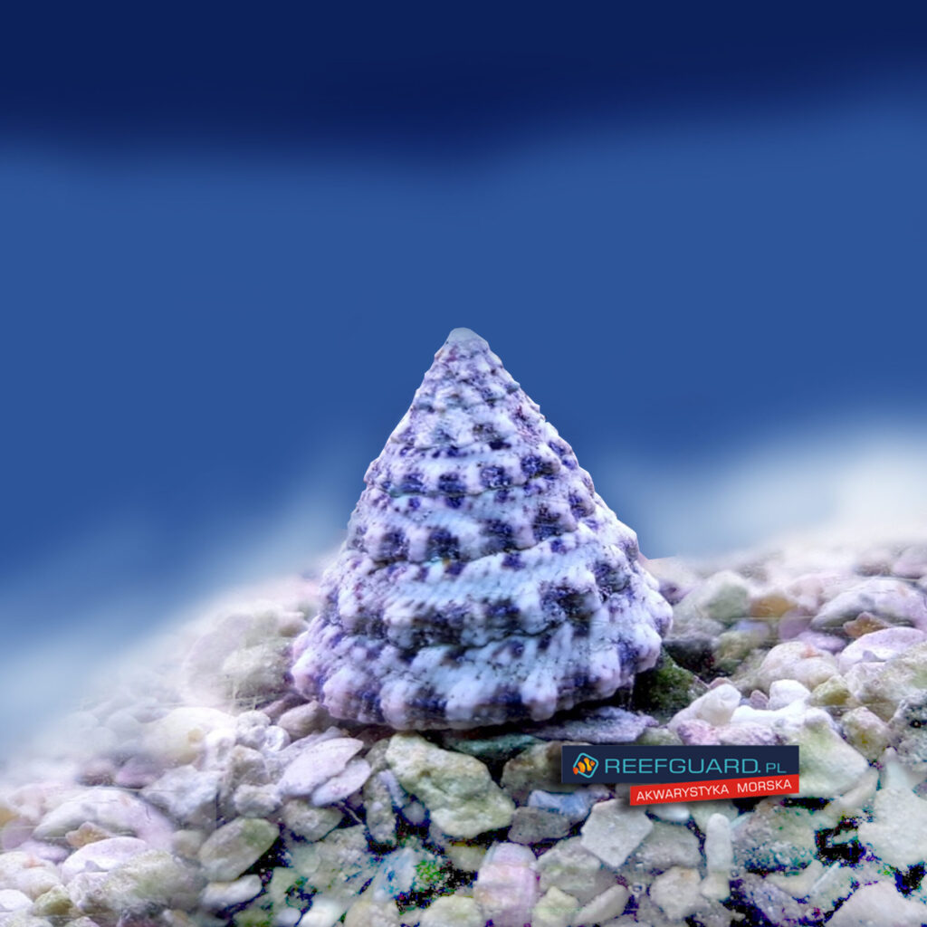Tectus Fenestratus Snail Slimak