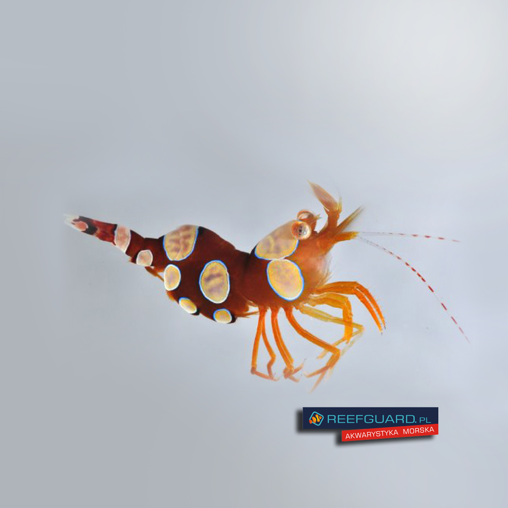 Thor Amboinensis Sexy Shrimp