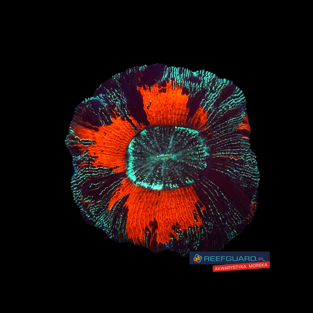 Trachyphyllia Geoffroyi Red Green