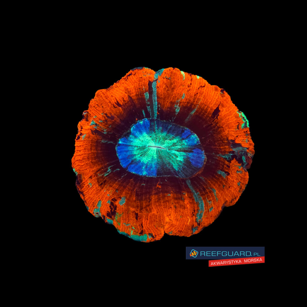 Trachyphyllia Geoffroyi Red