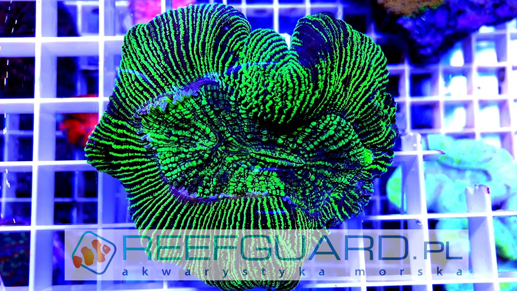 Trachyphyllia Green M