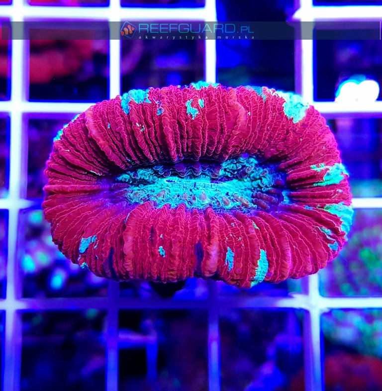 Trachyphyllia RED