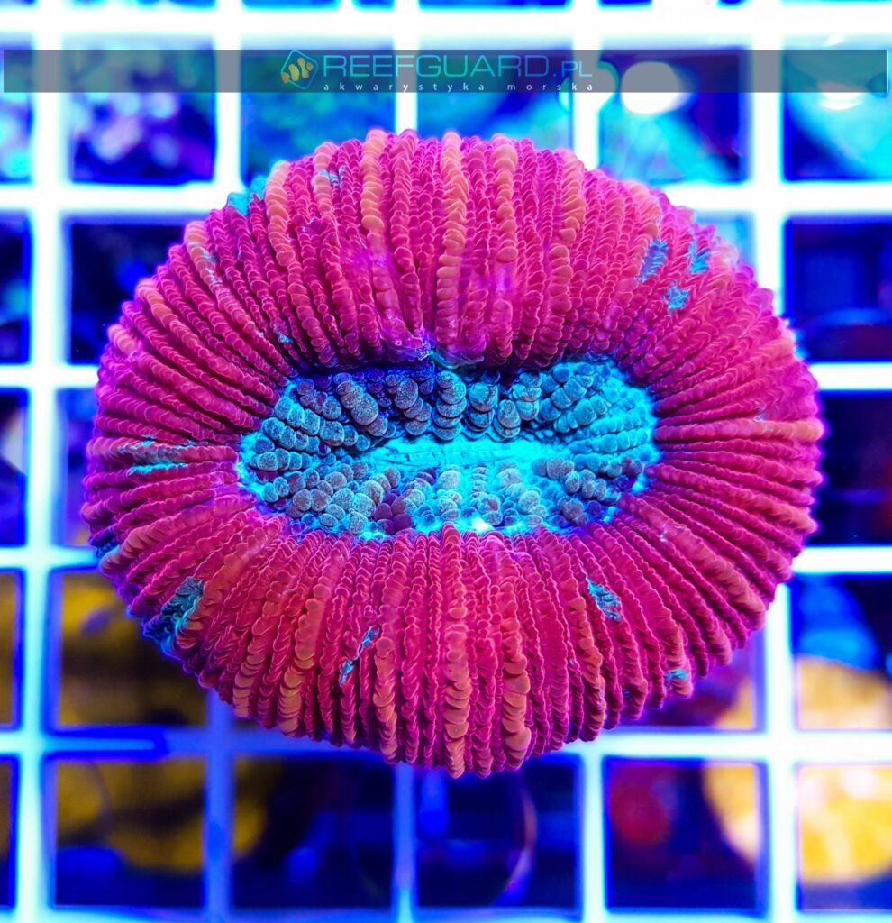 Trachyphyllia RED WYSIWYG T008