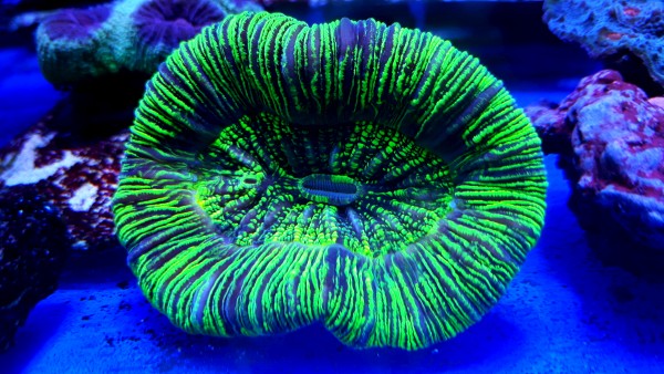 Trachyphyllia Ultra Green Australie