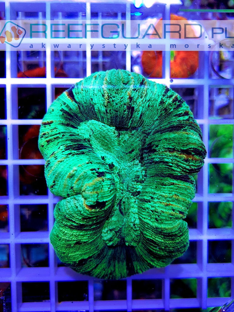 Trachyphyllia australie Green