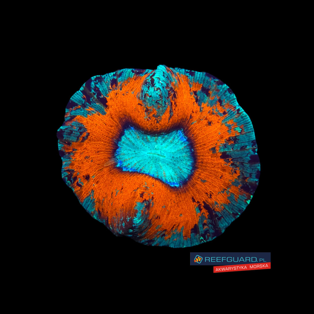 Trachyphyllia Geoffroyi Red Green Mouth