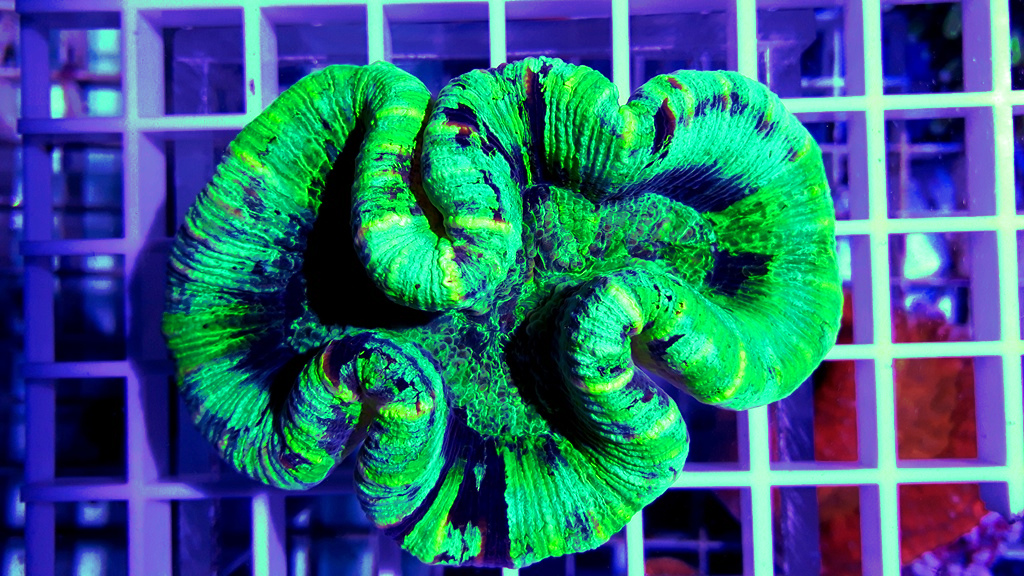 Trachyphyllia green australie
