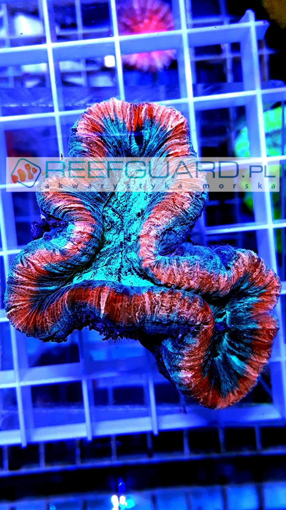 Trachyphyllia spp Red Rim